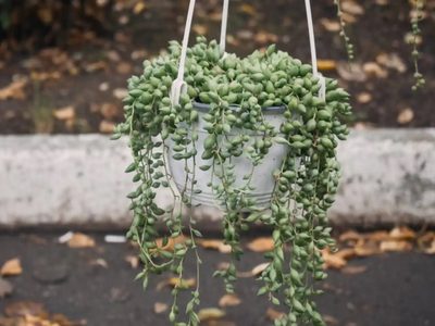 Rosario de Bananitas, la suculenta que cambia de color y florece en otoño
