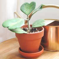 Planta del amor: cómo cuidar tu suculenta con forma de corazón para que crezca fuerte y lozana