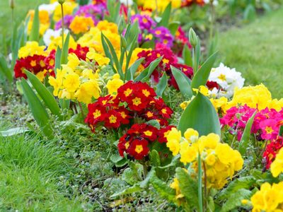 Con 3 ingredientes: el truco para que la tierra de tus plantas no quede compacta y para que se llenen de flores frondosas
