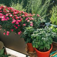 Ideal para el verano: la planta que explota de flores cuanto más sol recibe
