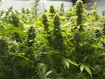 Chubut en alerta por el gran consumo de droga en adolescentes de secundaria