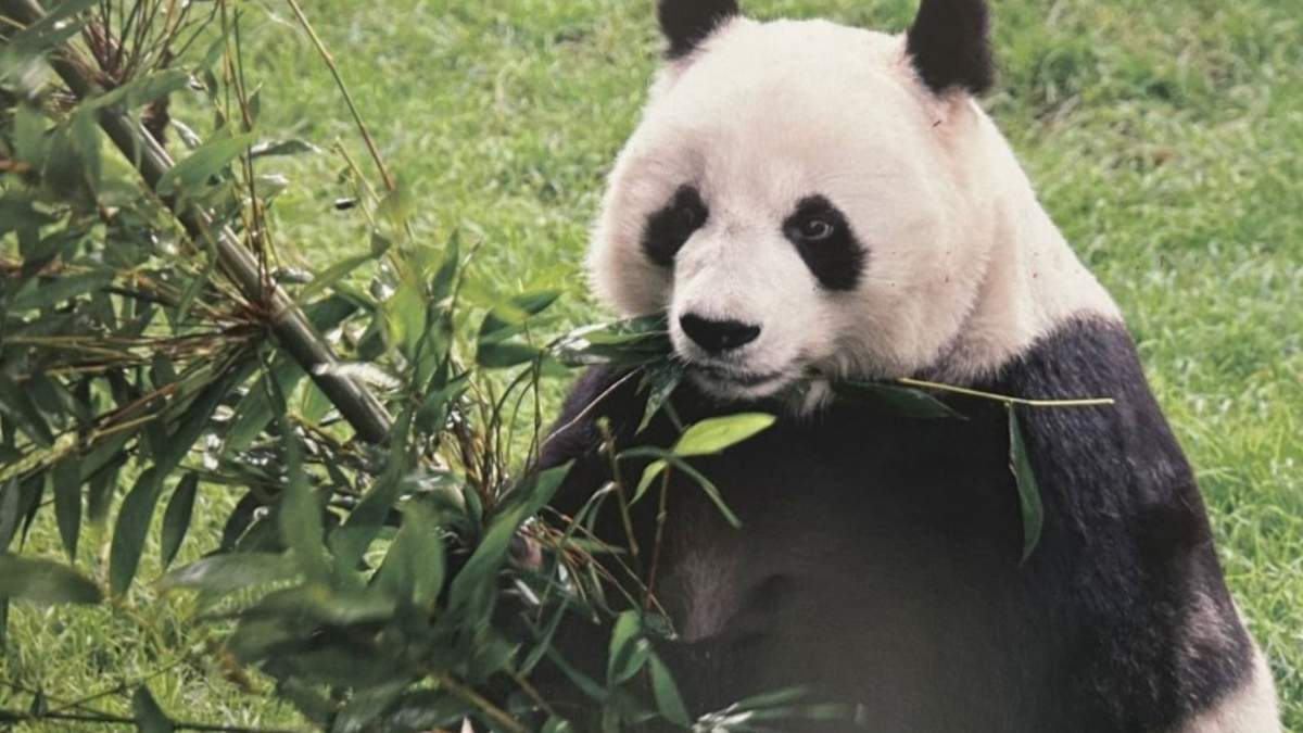 Xin Xin es la única panda gigante que permanece en Latinoamérica bajo cuidado profesional.