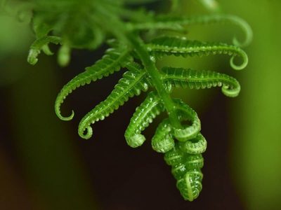Por qué las hojas de mis plantas se enrollan y cómo evitarlo
