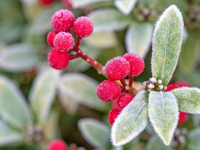 4 cosas gratis que podés hacer para proteger a tus plantas de las intensas heladas