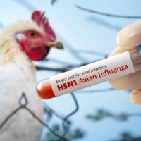 Detectaron un nuevo caso de gripe aviar y crece la preocupación dentro de la provincia de Buenos Aires
