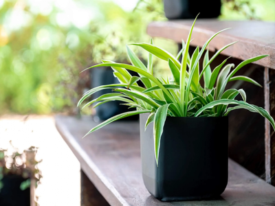 La valiosa función de esta planta en tu jardín en verano y que quizá ni te imaginás