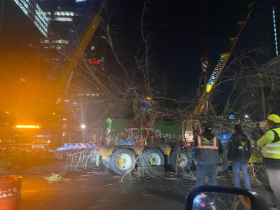 Retiran de madrugada el ahuehuete de Paseo de la Reforma