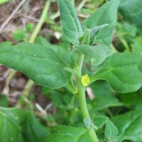 No dejes que termine el verano sin sembrar en tu huerta esta planta de sol, comestible y súper útil
