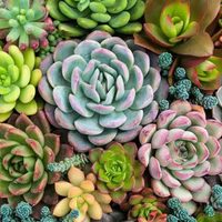 No la arranques: la suculenta que crece como maleza en tu jardín y es un superalimento