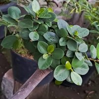 Si tu planta de Ficus perdió sus hojas, no desesperes: mirá cómo recuperarlo en dos simples pasos y sin gastar nada