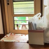 Monos agresivos atacan a personas, mordiéndolas y arañándolas, en Japón