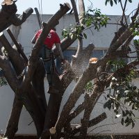 Arrasan con árboles en la colonia Del Valle para construir 18 departamentos