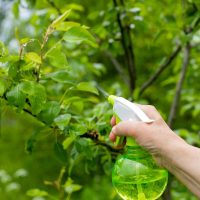 Manos a la obra: mirá cómo preparar en casa el mejor insecticida para tus plantas con solo 4 ingredientes
