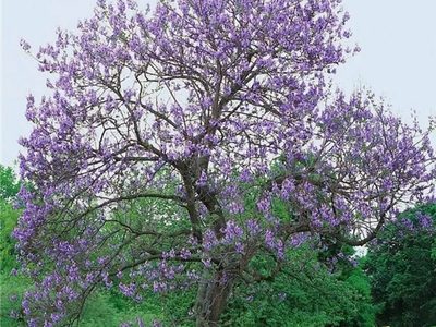 Aprovechá la primavera para recoger las flores del jacarandá: prepará esta infusión sanadora y gratis en casa