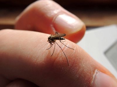 ¡Cuidado con el dengue! Son 165 los casos en la Ciudad de Buenos Aires