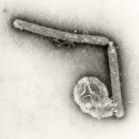 OMS afirma que el riesgo de transmisión de gripe aviar "sigue siendo bajo" después de muerte en EU