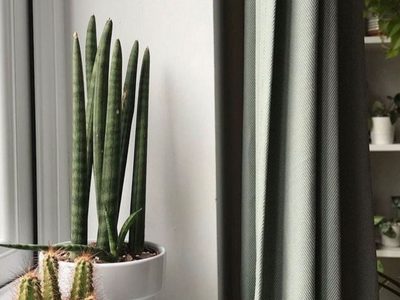 La planta recomendada por la NASA y que es ideal para el dormitorio