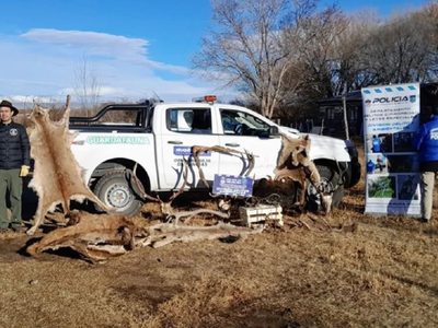 Policía y Fauna cayeron sobre una banda de cazadores furtivos