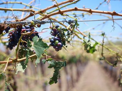 Declararon la emergencia agropecuaria en varias zonas de Mendoza