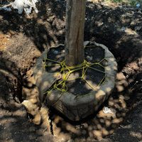 Vecinos de Cuernavaca alertan por banqueo y tala irregular de árboles (Videos)