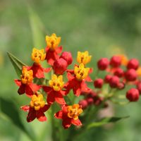 La planta que se banca todo y nunca muere, además atrae mariposas y colibríes a tu jardín