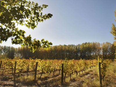 Inaugurarán un sistema de señales en Caminos del vino de Río Negro