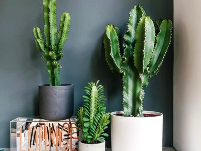 Suculentas y Feng Shui: cuáles son las mejores crasas para la armonía en el hogar