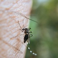 Alertan del regreso de los mosquitos: así podés mantenerlos bien lejos de tu terraza o patio