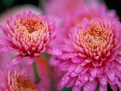Una joya en el jardín: la planta que florece cuando todas las demás de marchitan