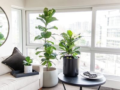 Así tenés que cuidar tus plantas este Invierno para que resistan las más bajas temperaturas