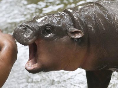 2024 en la cultura popular: En un año duro, buscamos fantasía, escapismo y animales tiernos