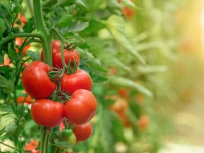 La poderosa planta que te ayudará a cosechar los tomates más jugosos y ricos