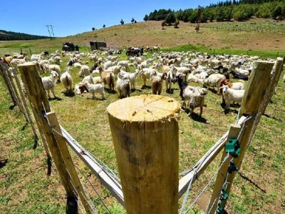 Emergencia climática: el Gobierno lanza millonarios aportes para la reducción de stock ganadero