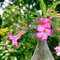 Seguro no sabías: la planta con las flores más delicadas que podés cultivar en agua dentro de tu casa