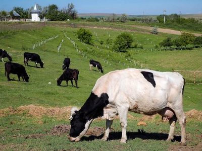 Cobrarán impuesto por flatulencias de vacas y cerdos a partir de 2030