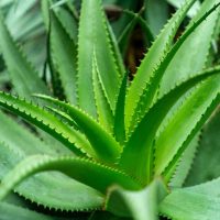 3 técnicas fáciles y efectivas para multiplicar tu aloe vera y que crezca vigoroso y rozagante
