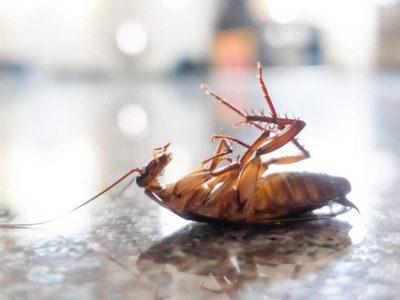 Eliminá para siempre las cucarachas de cocina con estos elementos que tenés a mano