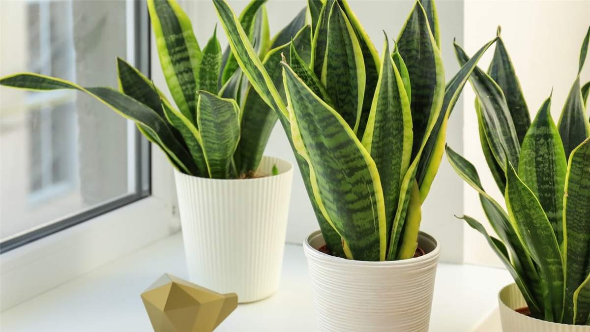 Sansevieria. Fuente: (Instagram).