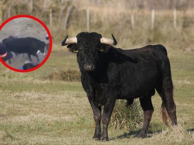 Toro embiste a 12 personas en corrida de fiesta patronal (VIDEO)
