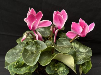 La planta favorita de abuelas y madres, que es la reina del invierno y vas a querer sí o sí en tu jardín