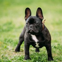 Curiosidades sobre el Bulldog Francés, una de las razas de perros más populares y sociables