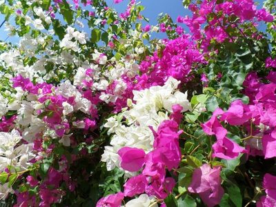 La planta más hermosa de todas: simples trucos para que tu Santa Rita se llene de flores