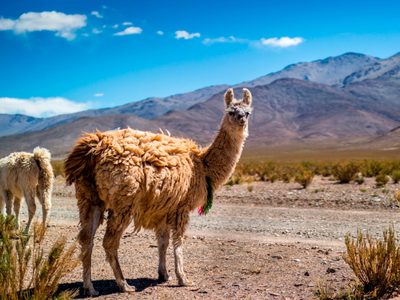Investigan un anticuerpo producido por las llamas que podría combatir al coronavirus