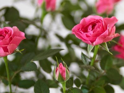 Seguí estos valiosos consejos para podar tus Rosales en Invierno y prepararte para las más hermosas rosas en Primavera