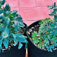 Estos son los lugares ideales para colocar tu planta de Ruda en casa y así alejar la envidia y mala onda