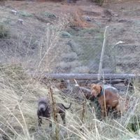 Preocupación en un barrio de San Martín de los Andes por perros que mataron a una mascota