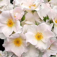 La rosa que florece en otoño y tiene solo 5 pétalos pero hermosos y llenos de color