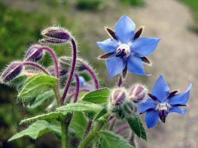 La planta poco conocida que crece en todos los jardines y esconde poderosos beneficios para tu salud