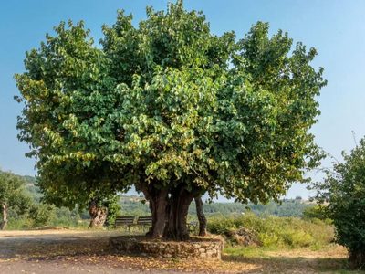 De la calle a tu mesa: el árbol que deja caer los frutos más ricos para hacer una buena mermelada