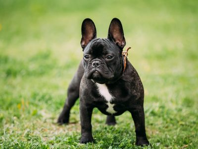 Curiosidades sobre el Bulldog Francés, una de las razas de perros más populares y sociables